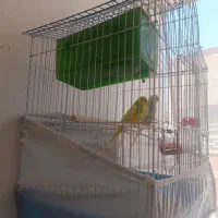 مرغ عشق با تمامی وسایل