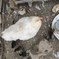 جوجه محلی