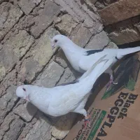 ی کتی