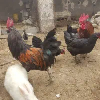 مرغ وخروس