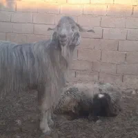 پازن برای فروش