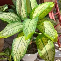 گل دیفن|گل و گیاه طبیعی|نیشابور, سرآب کوشک|دیوار