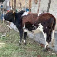 گاو حامله|حیوانات مزرعه|فومن, |دیوار