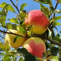 سیب گلابی به بادام گردو تمشک درنوین نهال آرش