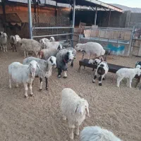 فروش میش بره دار و بدون بره