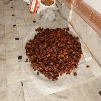 آلو خورشتی جنگلی