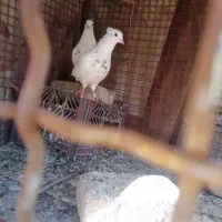 کبوتر