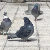 زاغ|پرنده|سیوان, |دیوار