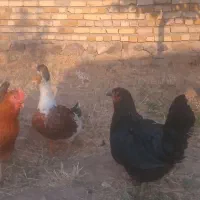 مرغ تخم گذار