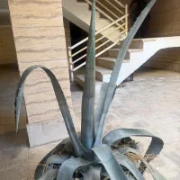 گل آگاوه