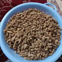 نخود برای کفتر دارم