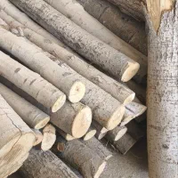 خرید و هرس انواع چوب درخت