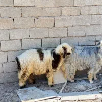 بره‌نر