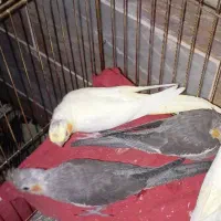 عروس هلندی