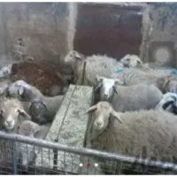 یه بز آبستن با 3تا کره