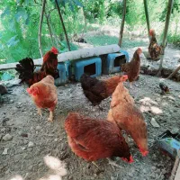 مرغ خروس لاری ومحلی