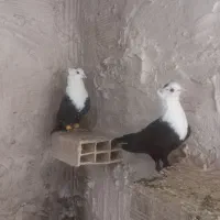 کبوتر رنگی