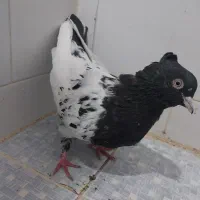 کبوتر