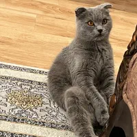 گربه اسکاتیش