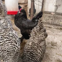 تخمرغ نطفه حضوری آنلاین