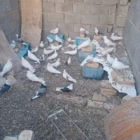 کبوتر تهرونی