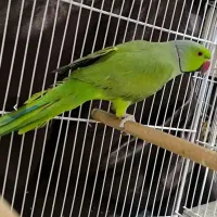 طوطی سبز ملنگو نر