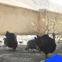بوقلمون کردی اصل