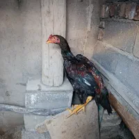 لاری اوشامو