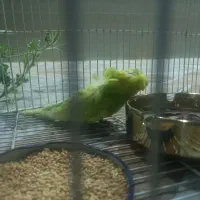 مرغ عشق پروانه ای نر
