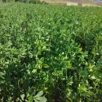 یونجه چین دوم