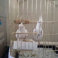 یه جفت عروس هلندی
