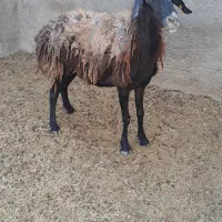 میش چالی آبستن