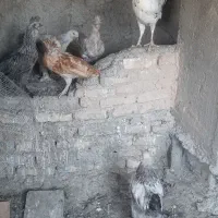 مرغ و خروس