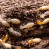 دفتر سمپاشی موریانه سوسک منازل تخصصی موش ۱۰۰%ضمانت