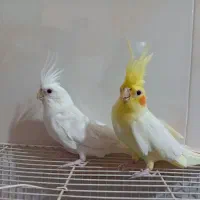 عروس هلندی ی
