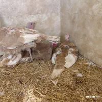 بوقلمون کرچ و تخمگذار