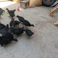 جوجه ایام سمانی
