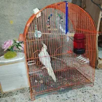 عروس هلندی