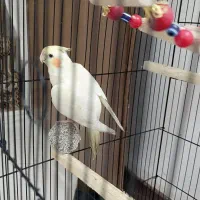 عروس هلندی دو ماهه
