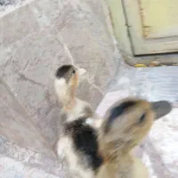 جوجه اردک