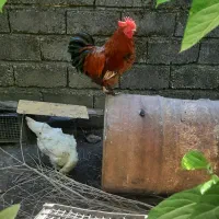 خروس|پرنده|هچیرود, |دیوار