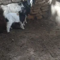 بزوبزغاله جوان