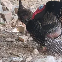 بوقلمون نرو ماده