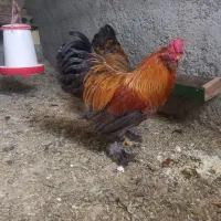 دوعدد خروس