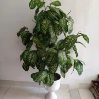 گل  با گلدون