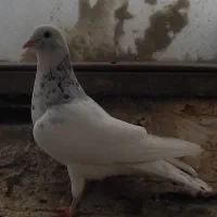 کفتر ،کبوتر ،کبوتر ،پرنده