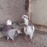 سرخ وگرگی وشازده پول سربری