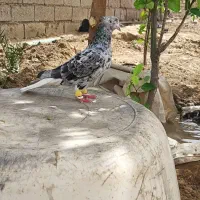 ماده دمسفید