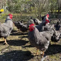 پلیموت راک وارداتی