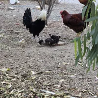 مرغ وخروس